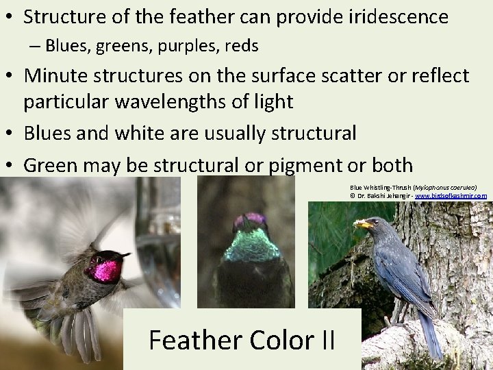  • Structure of the feather can provide iridescence – Blues, greens, purples, reds