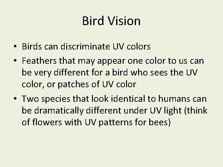 Bird Vision • Birds can discriminate UV colors • Feathers that may appear one