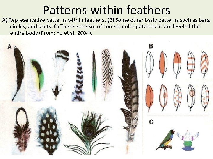 Patterns within feathers A) Representative patterns within feathers. (B) Some other basic patterns such