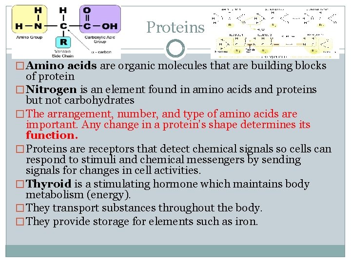Proteins � Amino acids are organic molecules that are building blocks of protein �