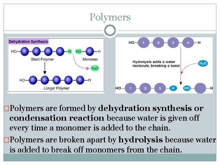 Polymers �Polymers are formed by dehydration synthesis or condensation reaction because water is given