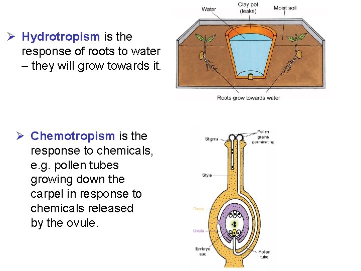 Ø Hydrotropism is the response of roots to water – they will grow towards