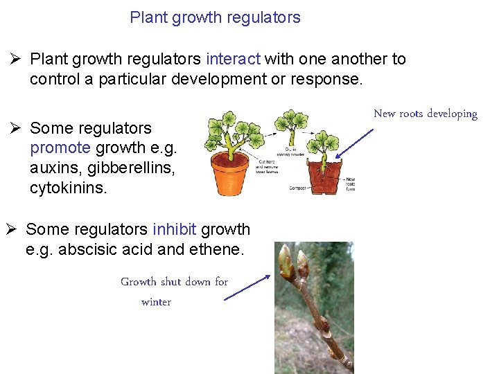 Plant growth regulators Ø Plant growth regulators interact with one another to control a