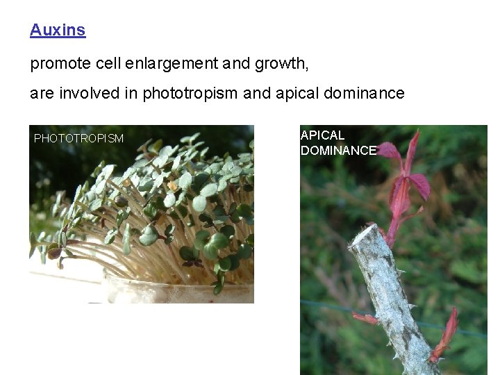 Auxins promote cell enlargement and growth, are involved in phototropism and apical dominance PHOTOTROPISM