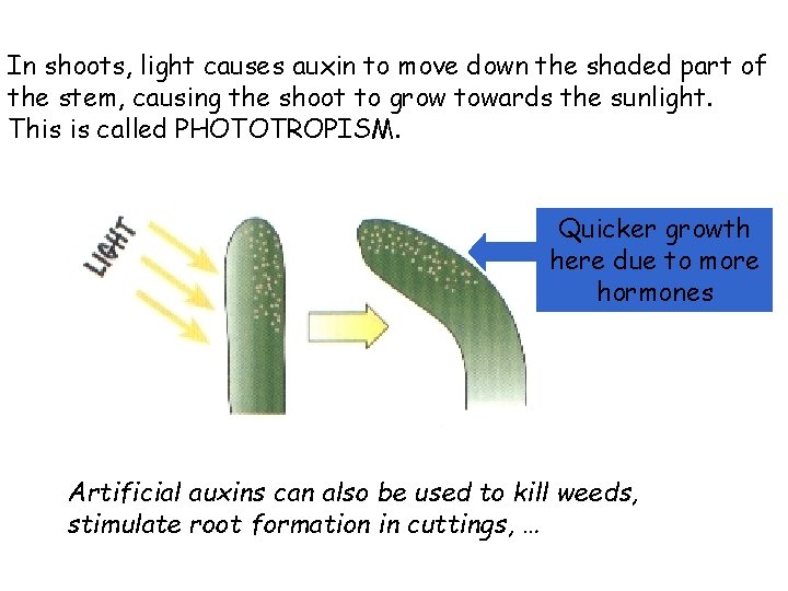 In shoots, light causes auxin to move down the shaded part of the stem,