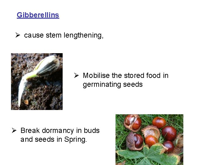 Gibberellins Ø cause stem lengthening, Ø Mobilise the stored food in germinating seeds Ø