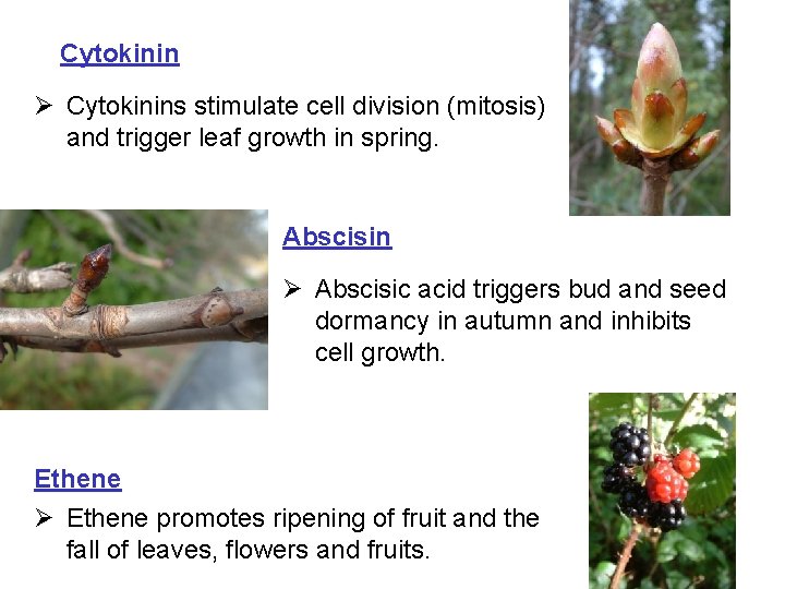 Cytokinin Ø Cytokinins stimulate cell division (mitosis) and trigger leaf growth in spring. Abscisin