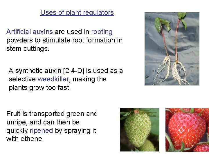 Uses of plant regulators Artificial auxins are used in rooting powders to stimulate root