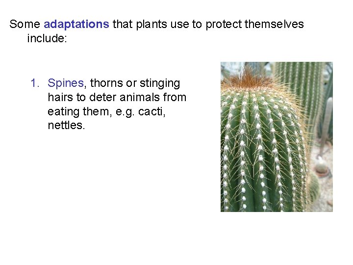 Some adaptations that plants use to protect themselves include: 1. Spines, thorns or stinging