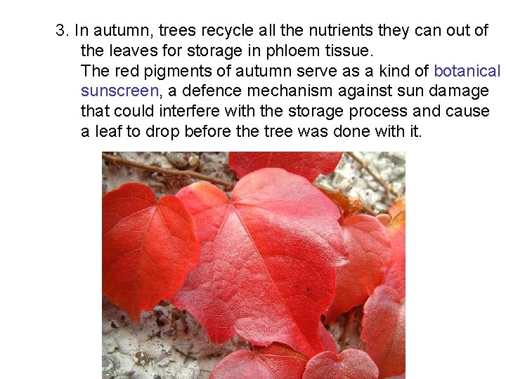 3. In autumn, trees recycle all the nutrients they can out of the leaves