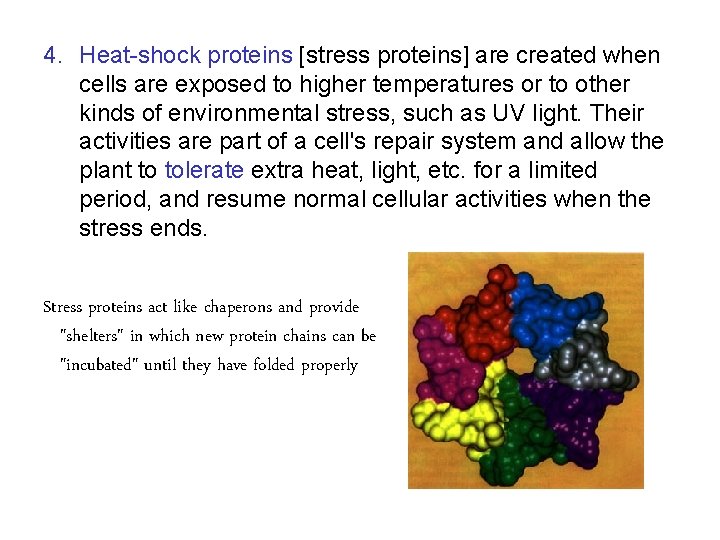 4. Heat-shock proteins [stress proteins] are created when cells are exposed to higher temperatures