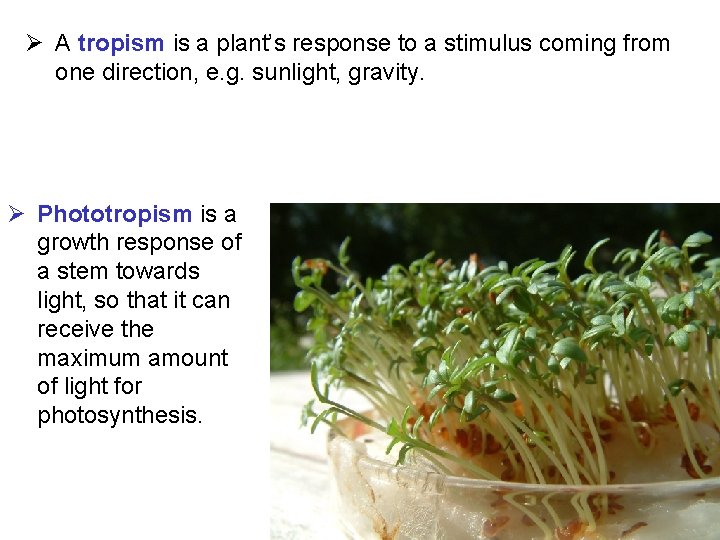 Ø A tropism is a plant’s response to a stimulus coming from one direction,