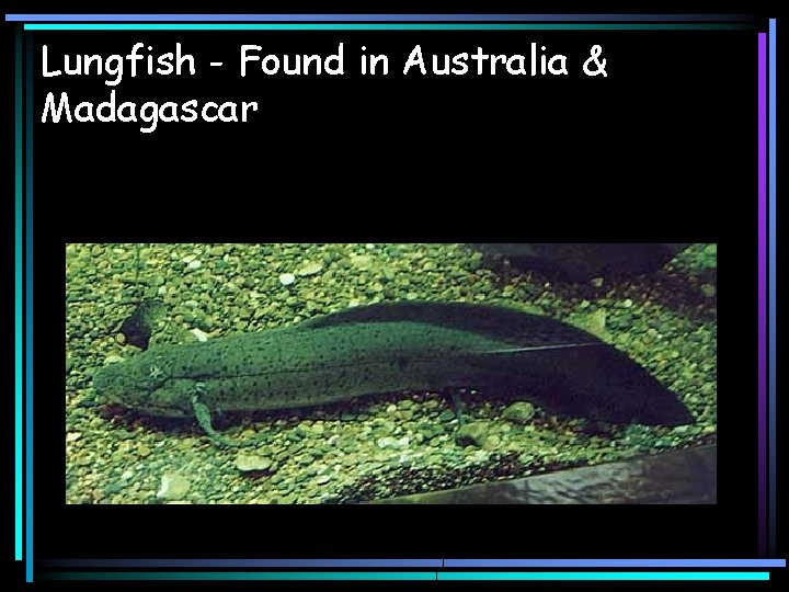 Lungfish - Found in Australia & Madagascar 