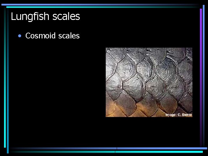 Lungfish scales • Cosmoid scales 