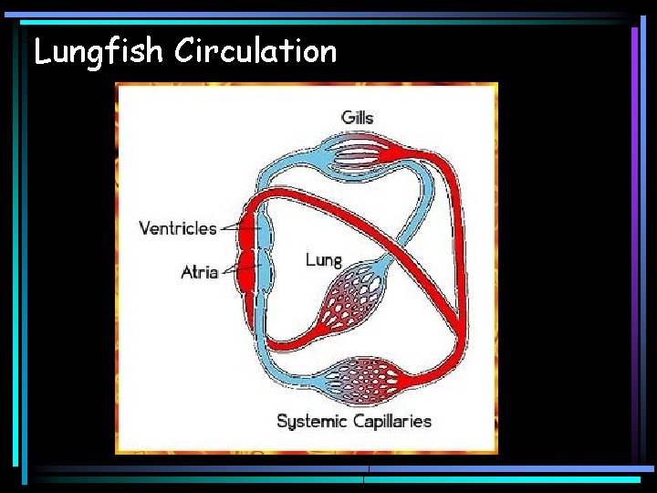 Lungfish Circulation 