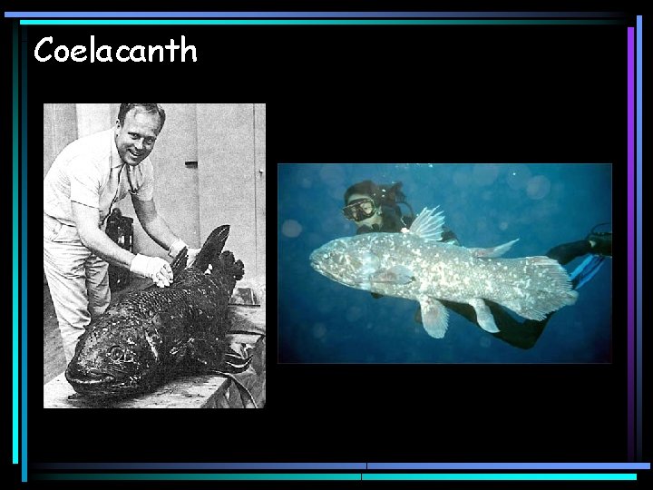 Coelacanth 