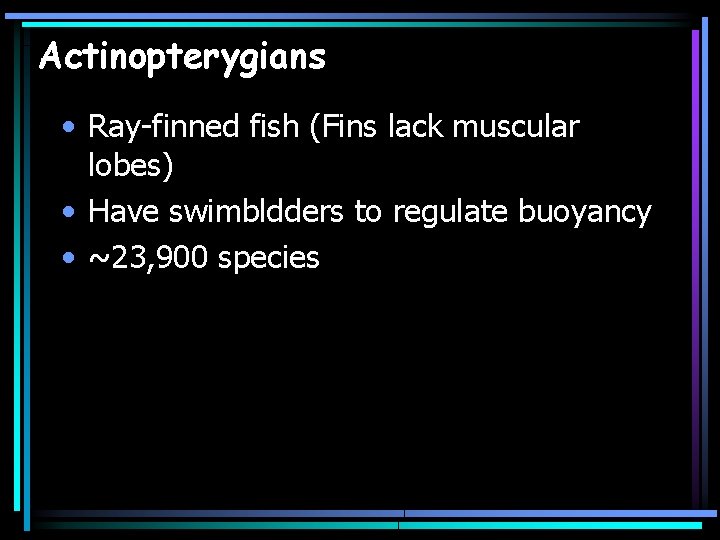 Actinopterygians • Ray-finned fish (Fins lack muscular lobes) • Have swimbldders to regulate buoyancy