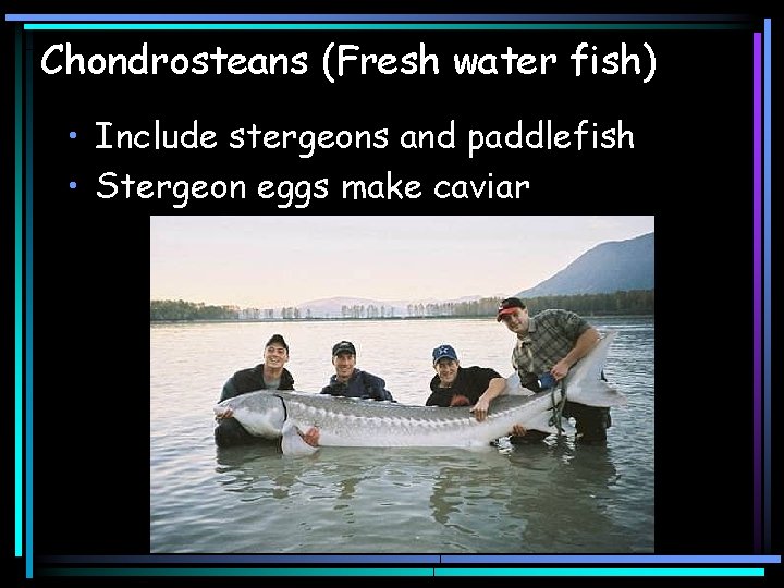Chondrosteans (Fresh water fish) • Include stergeons and paddlefish • Stergeon eggs make caviar