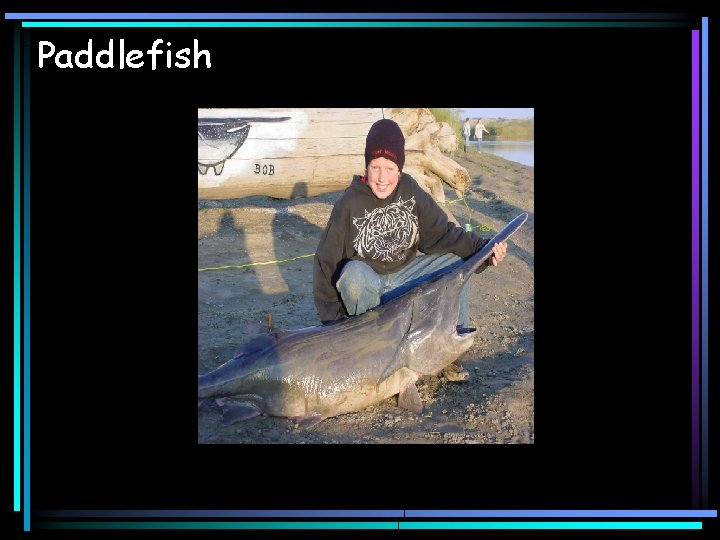 Paddlefish 