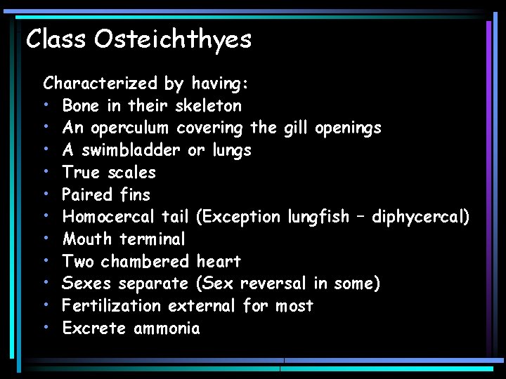 Class Osteichthyes Characterized by having: • Bone in their skeleton • An operculum covering