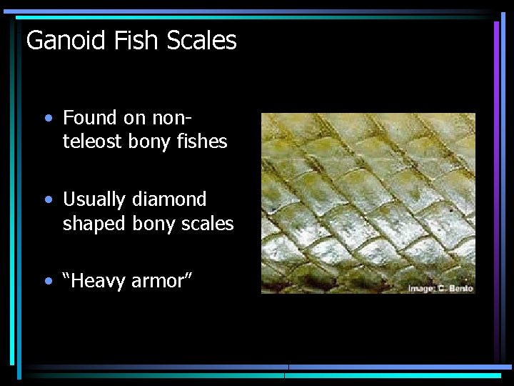 Ganoid Fish Scales • Found on nonteleost bony fishes • Usually diamond shaped bony