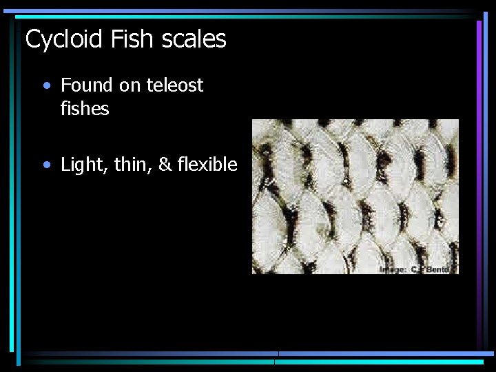 Cycloid Fish scales • Found on teleost fishes • Light, thin, & flexible 