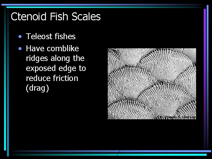 Ctenoid Fish Scales • Teleost fishes • Have comblike ridges along the exposed edge
