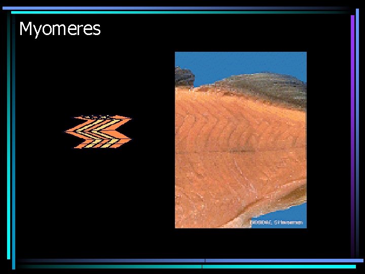 Myomeres 
