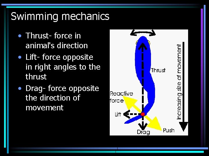 Swimming mechanics • Thrust- force in animal's direction • Lift- force opposite in right