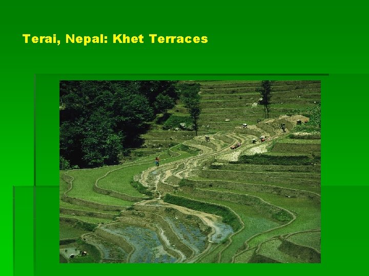 Terai, Nepal: Khet Terraces 