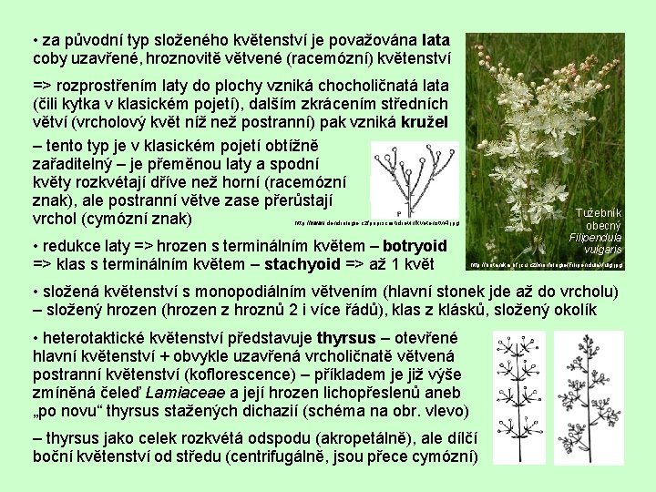  • za původní typ složeného květenství je považována lata coby uzavřené, hroznovitě větvené