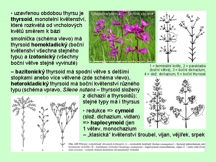  • uzavřenou obdobou thyrsu je thyrsoid, monotelní květenství, které rozkvétá od vrcholových květů