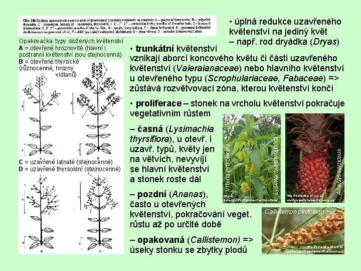 Opakovačka: typy složených květenství A = otevřené hroznovité (hlavní i postranní květenství jsou stejnocenná)