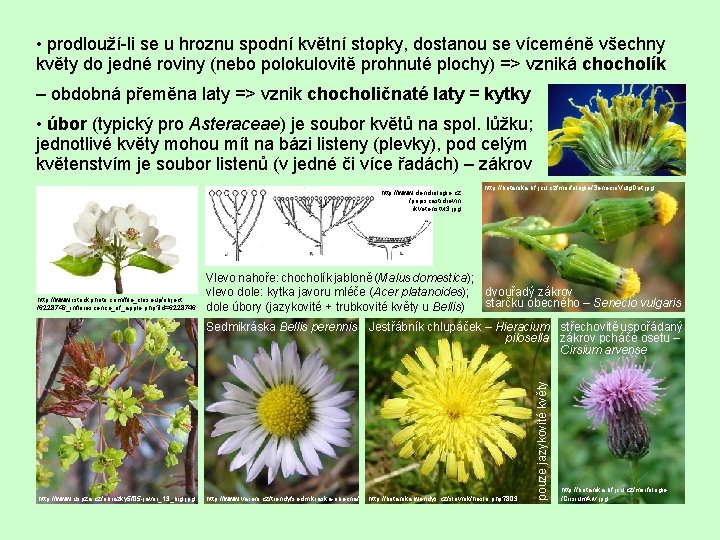  • prodlouží-li se u hroznu spodní květní stopky, dostanou se víceméně všechny květy