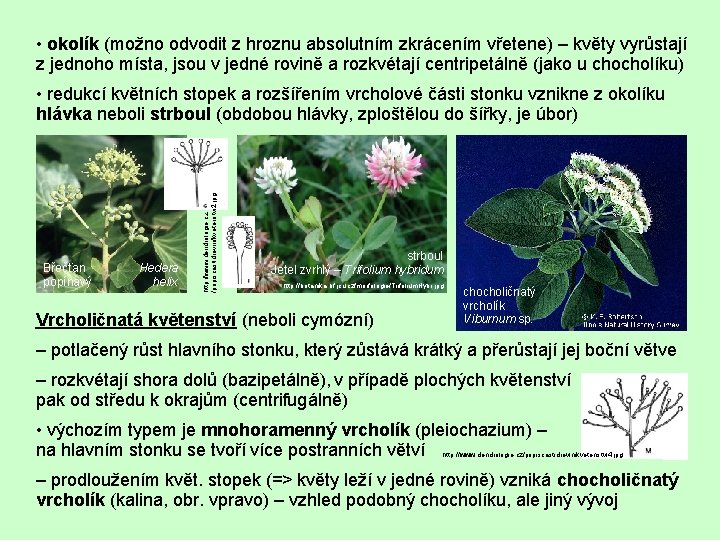  • okolík (možno odvodit z hroznu absolutním zkrácením vřetene) – květy vyrůstají z