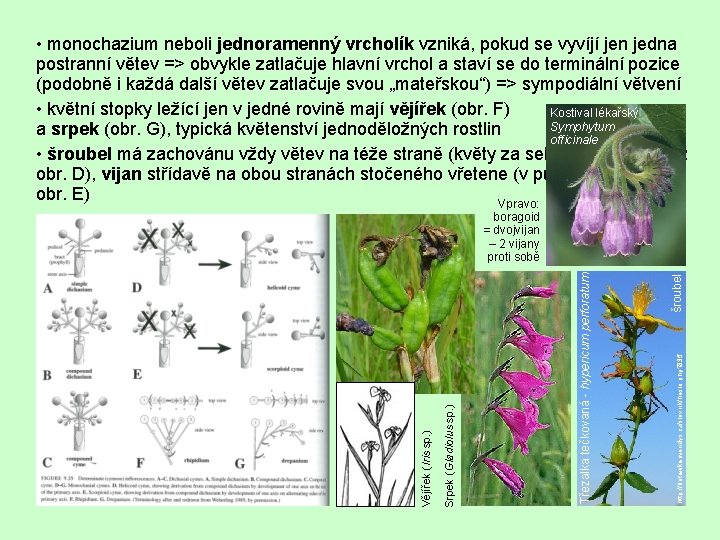  • monochazium neboli jednoramenný vrcholík vzniká, pokud se vyvíjí jen jedna postranní větev