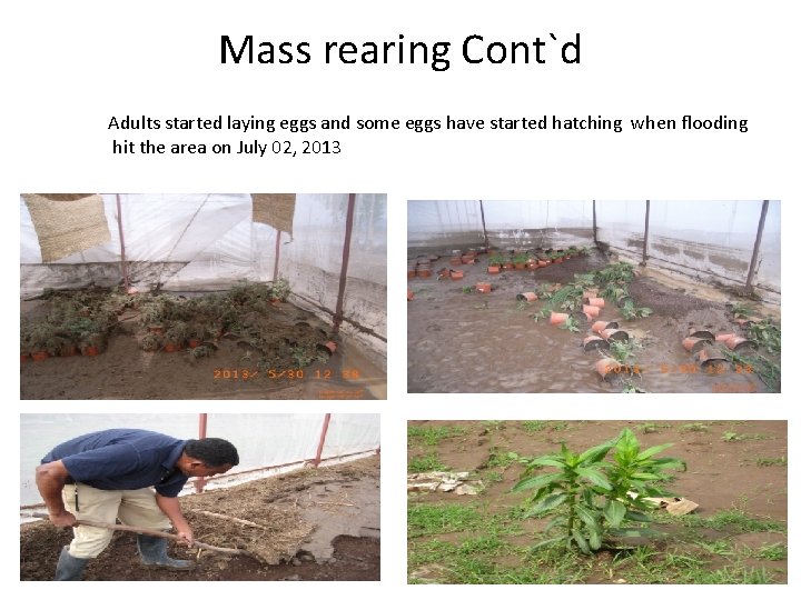 Mass rearing Cont`d Adults started laying eggs and some eggs have started hatching when