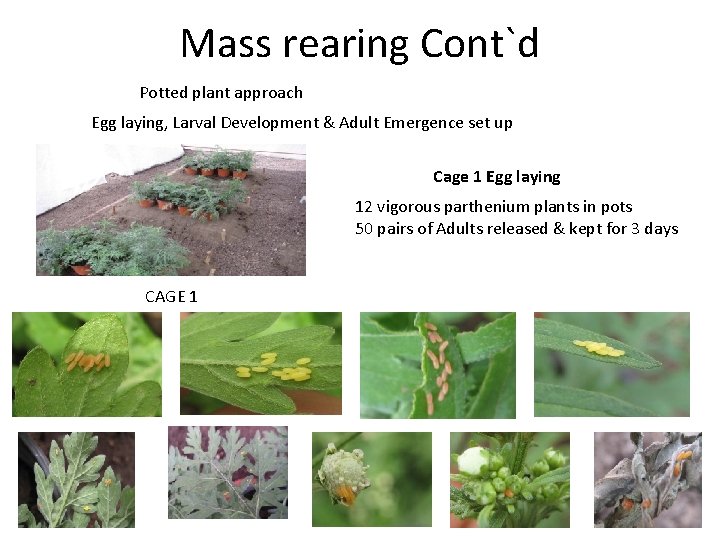 Mass rearing Cont`d Potted plant approach Egg laying, Larval Development & Adult Emergence set