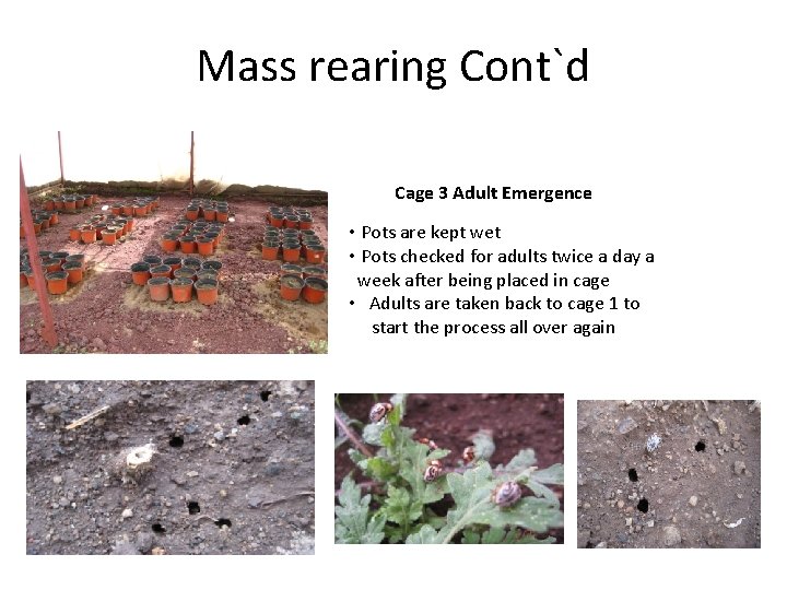 Mass rearing Cont`d Cage 3 Adult Emergence • Pots are kept wet • Pots