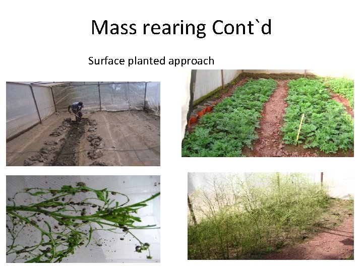 Mass rearing Cont`d Surface planted approach 