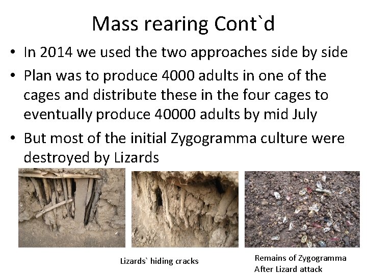 Mass rearing Cont`d • In 2014 we used the two approaches side by side