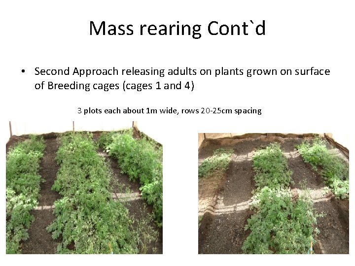 Mass rearing Cont`d • Second Approach releasing adults on plants grown on surface of