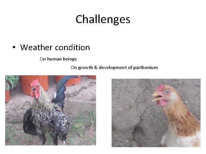 Challenges • Weather condition On human beings On growth & development of parthenium 