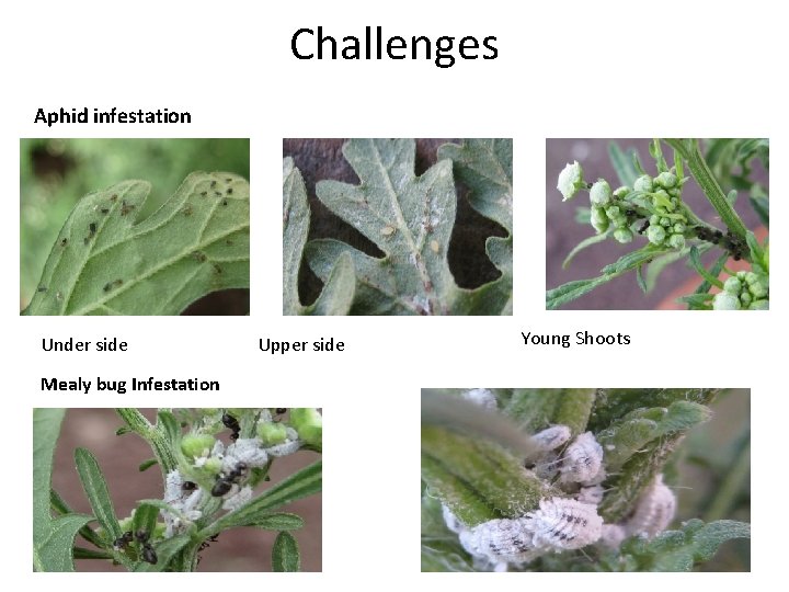 Challenges Aphid infestation Under side Mealy bug Infestation Upper side Young Shoots 