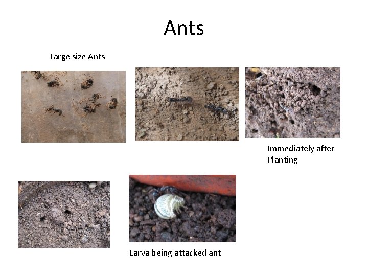 Ants Large size Ants Immediately after Planting Larva being attacked ant 