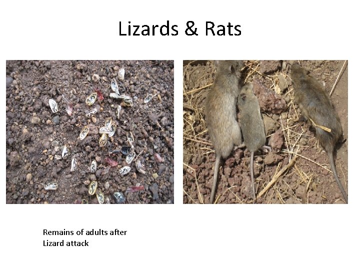 Lizards & Rats Remains of adults after Lizard attack 