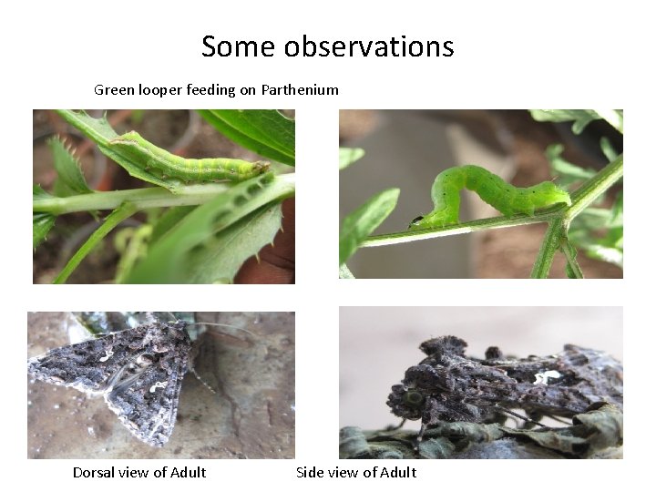 Some observations Green looper feeding on Parthenium Dorsal view of Adult Side view of
