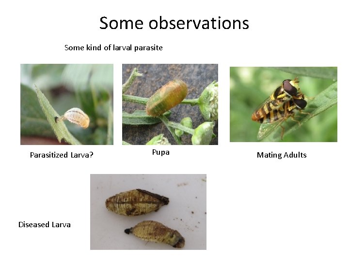 Some observations Some kind of larval parasite Parasitized Larva? Diseased Larva Pupa Mating Adults