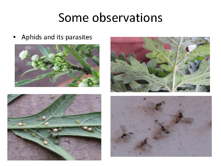 Some observations • Aphids and its parasites 
