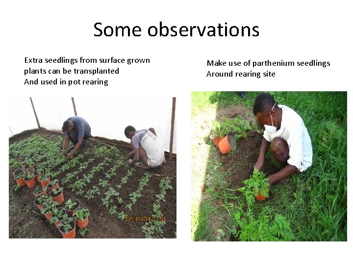 Some observations Extra seedlings from surface grown plants can be transplanted And used in